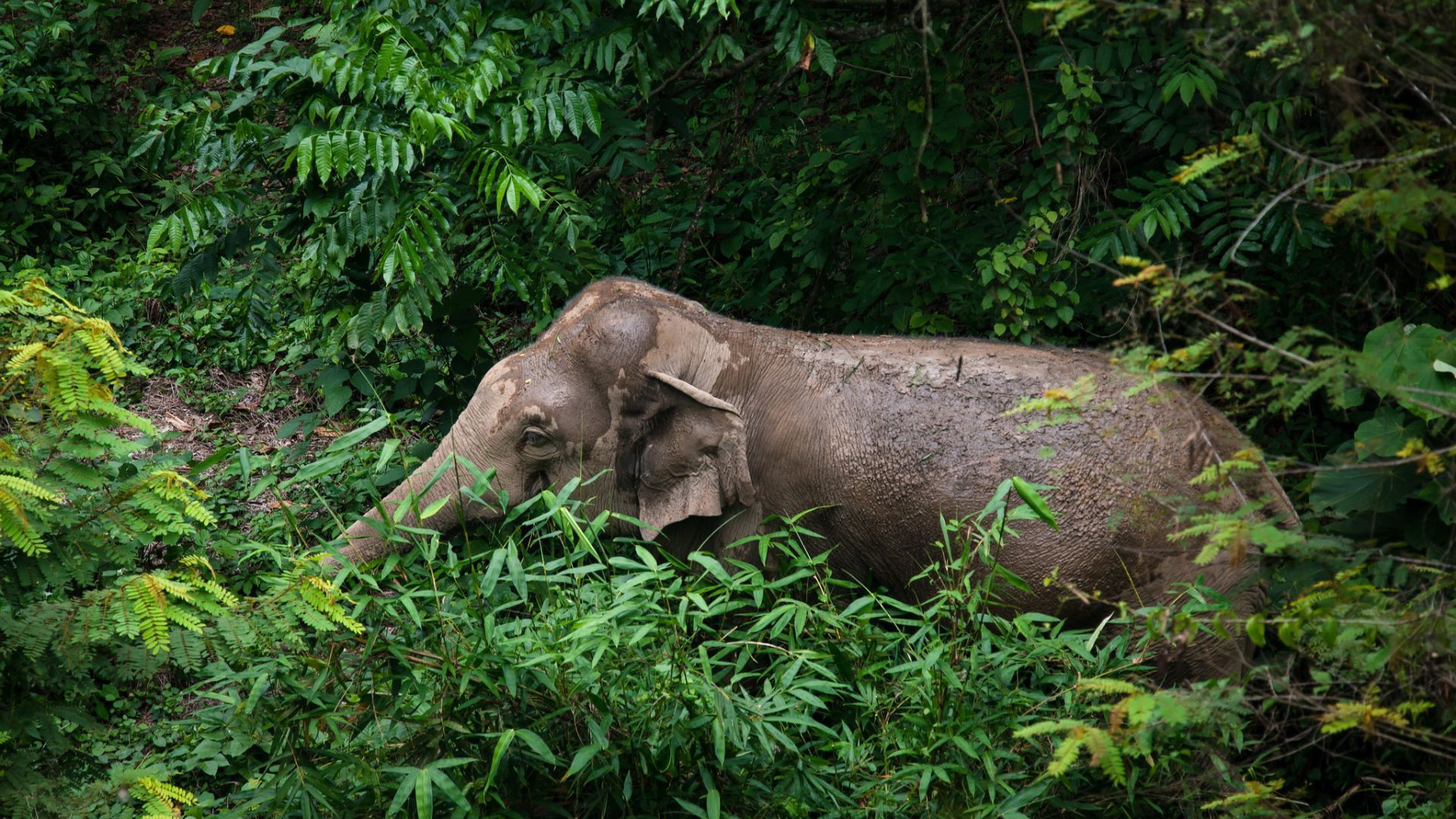national parks in thailand