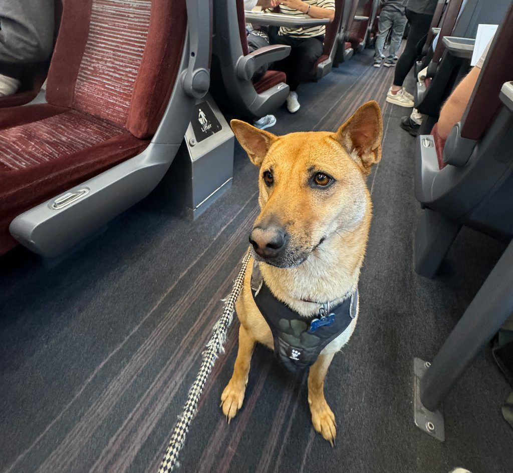 Toffee on Trains. Photo by Chris Dwyer