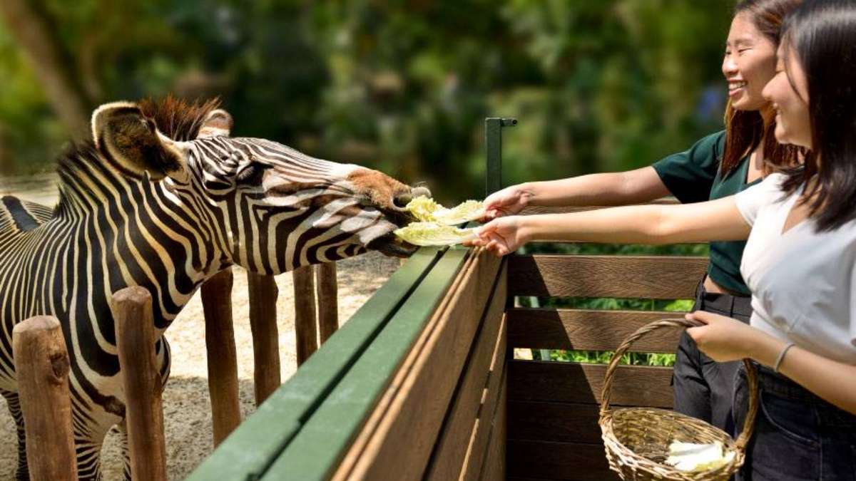 Singapore Zoo: World's Best Rainforest Zoo - Unique Features and Attractions