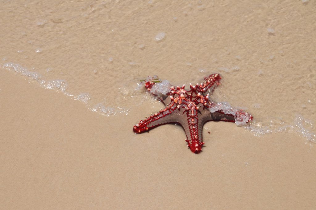 A perfect Mozambiquan starfish