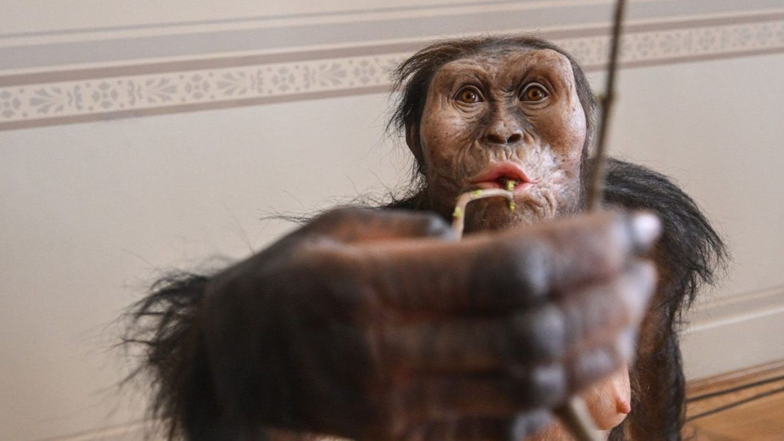 Prague Museum To Host Display Of 3.18 Million Year Old Lucy