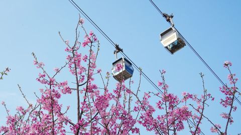 Hong Kong Airport's Cherry Blossom Garden Is In Full Bloom