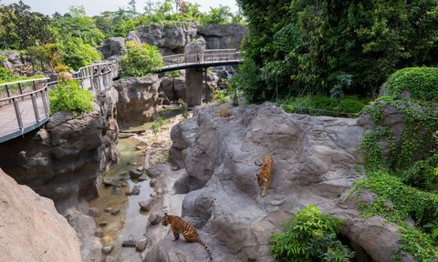这个在新加坡的新冒险动物园让您与动物一起行走(并爬)
