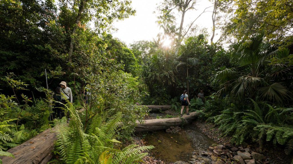 沿着雨林野生亚洲的旅程沿着小径的横木，溪流和巨石