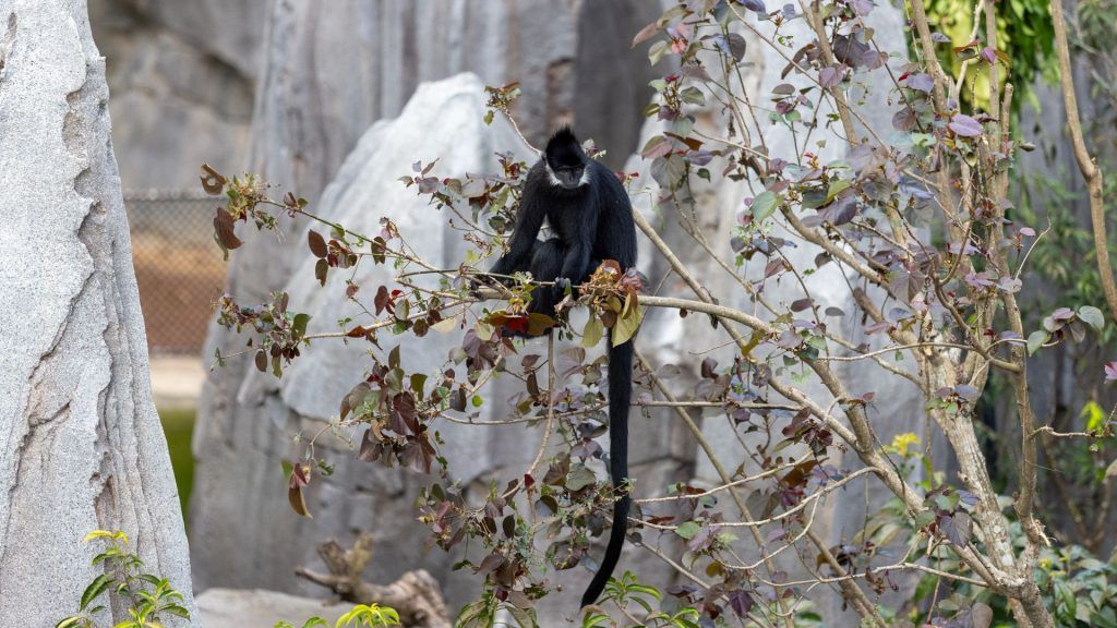 弗朗索瓦的兰格 
