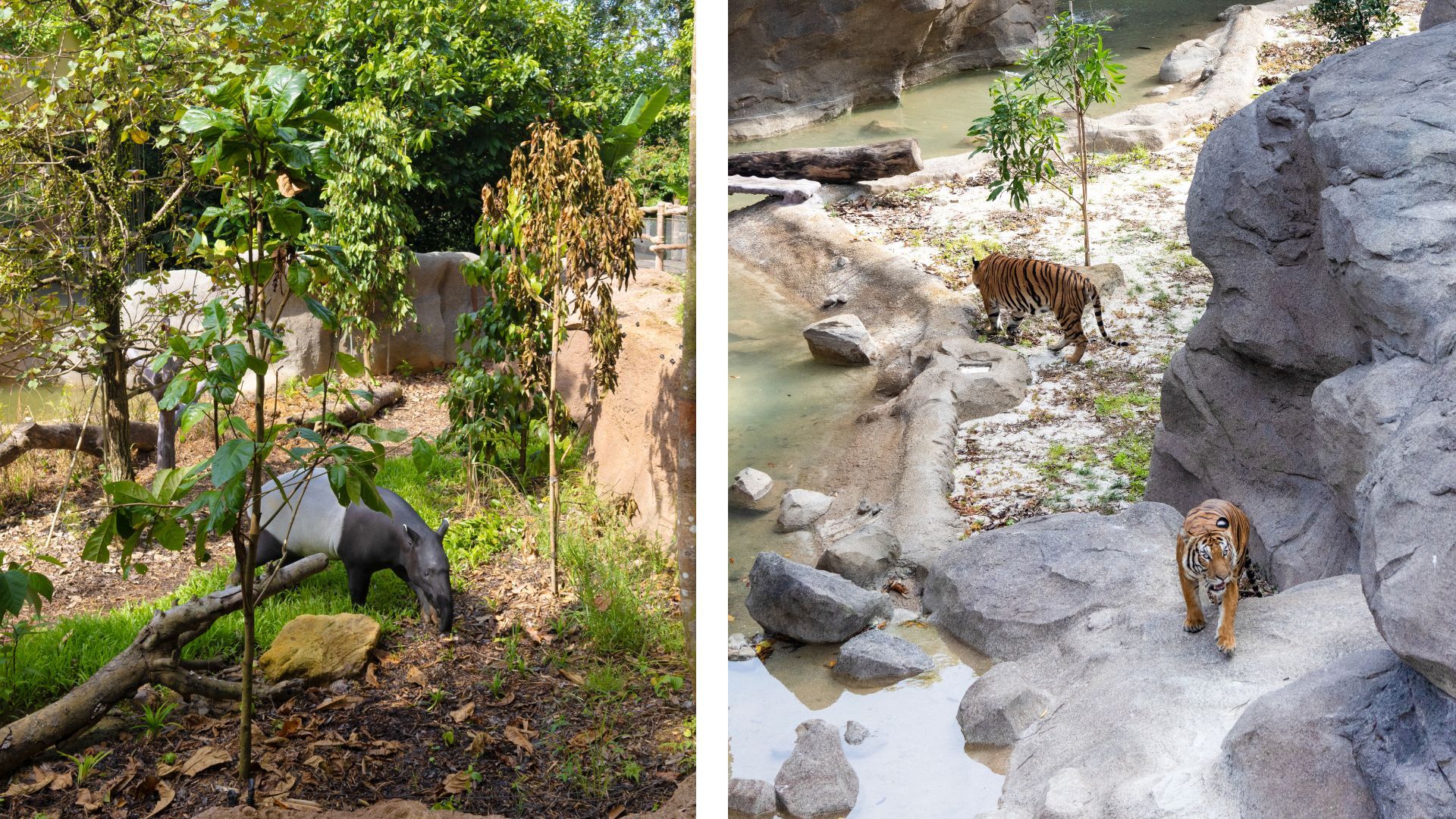 This New Adventure Zoo Lets You Walk (and Climb) with the Animals
