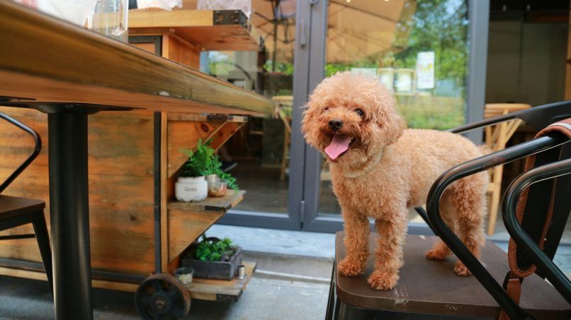 pet dogs in restaurants