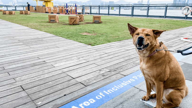 Inclusive park for pets in hong kong