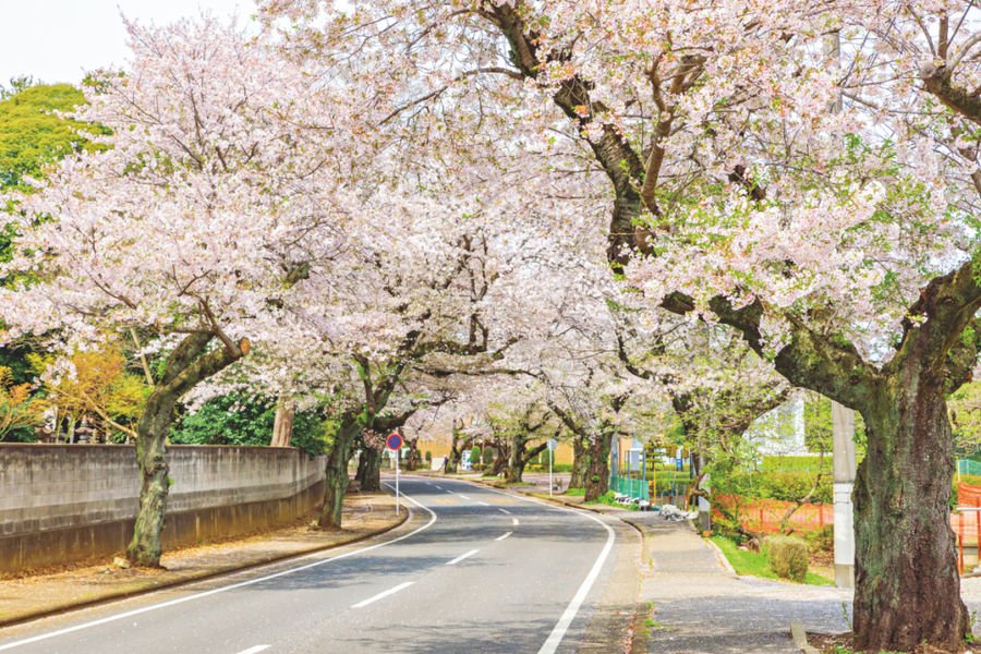 Hasuda Our Guide to Tokyo's Suburbs: Saitama, Chiba and Kanagawa