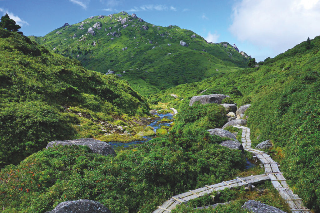 Wet, Remote and Full of Magic—A Trip to Japan's Yakushima Island