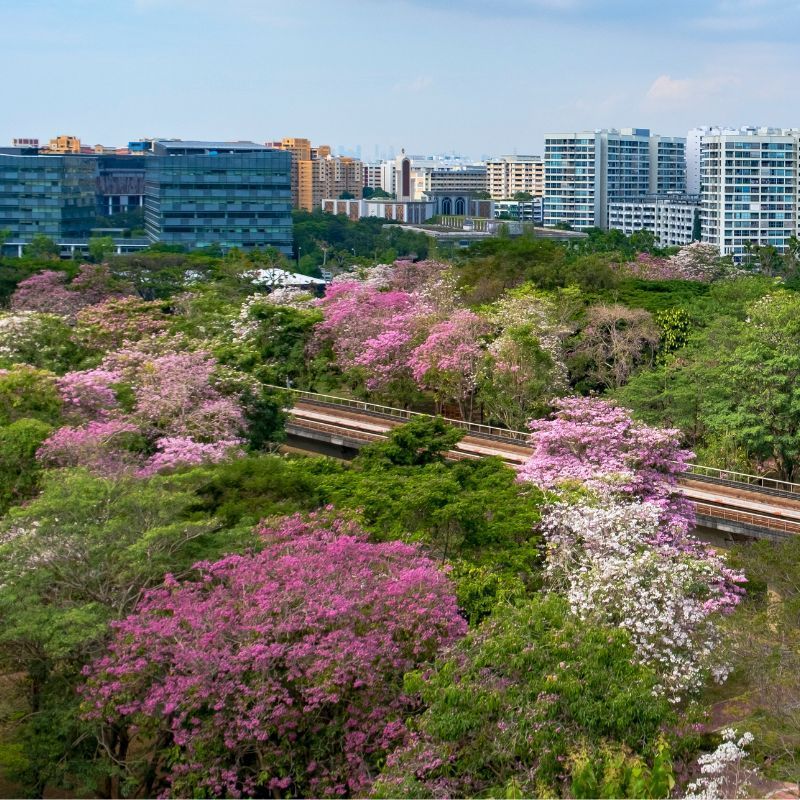 Cherry Blossom In Singapore: Flowering Season And Best Places To See Them