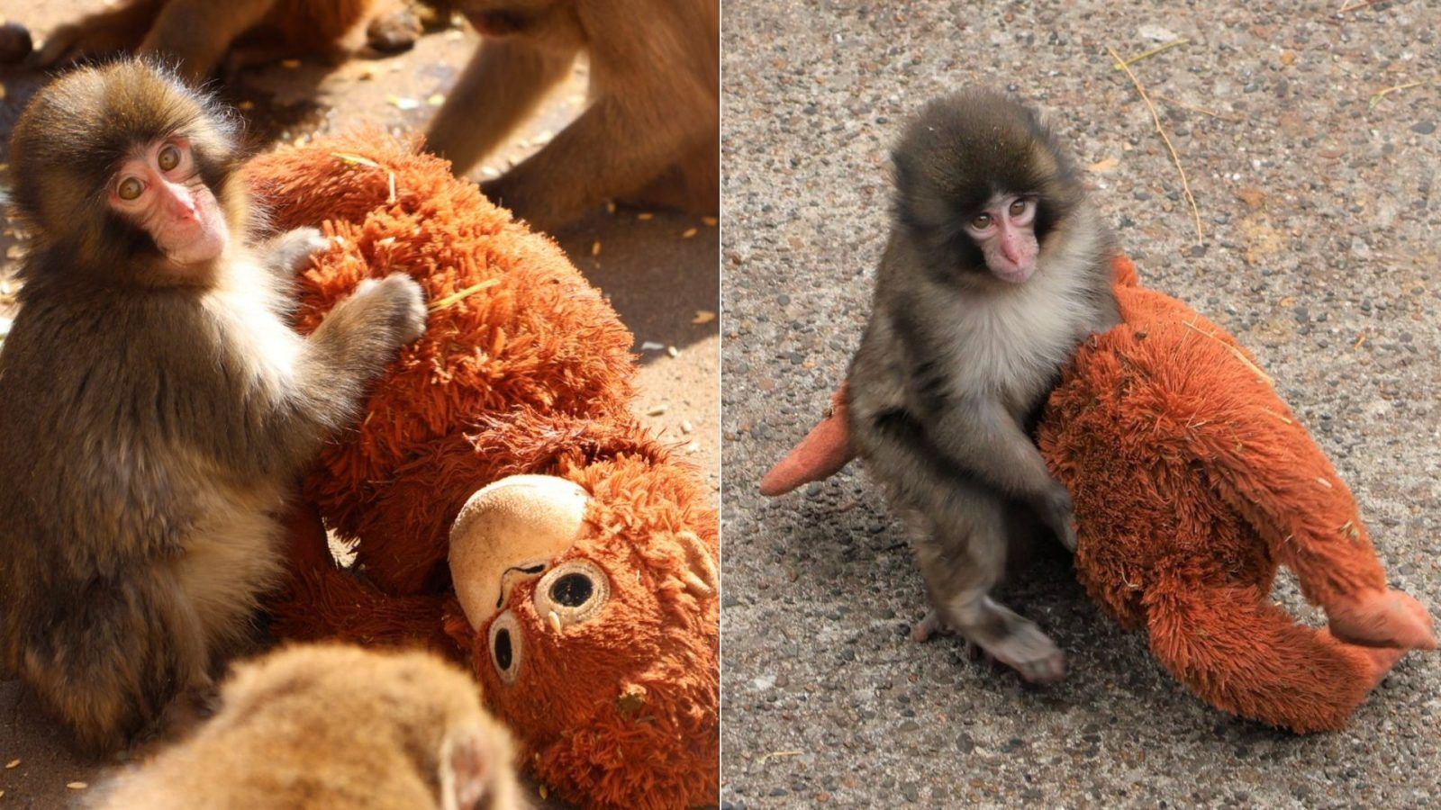 Baby Monkey Punch's Viral Story: Abandonment, A Plush Toy, And Hope