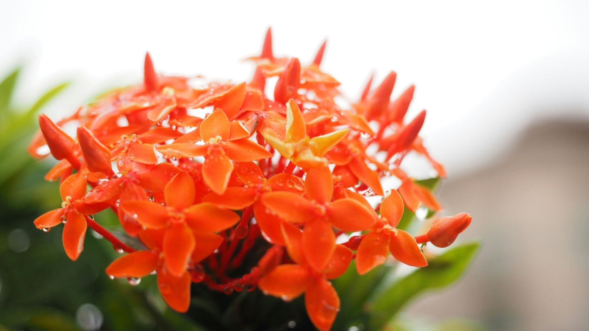 Singapore In Spring: Where To See The City’s Most Stunning Flowers