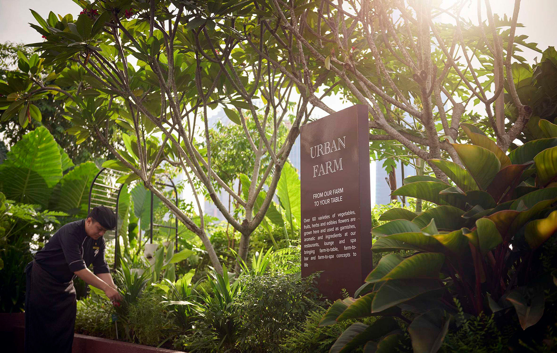 Urban Farm at PARKROYAL COLLECTION Kuala Lumpur