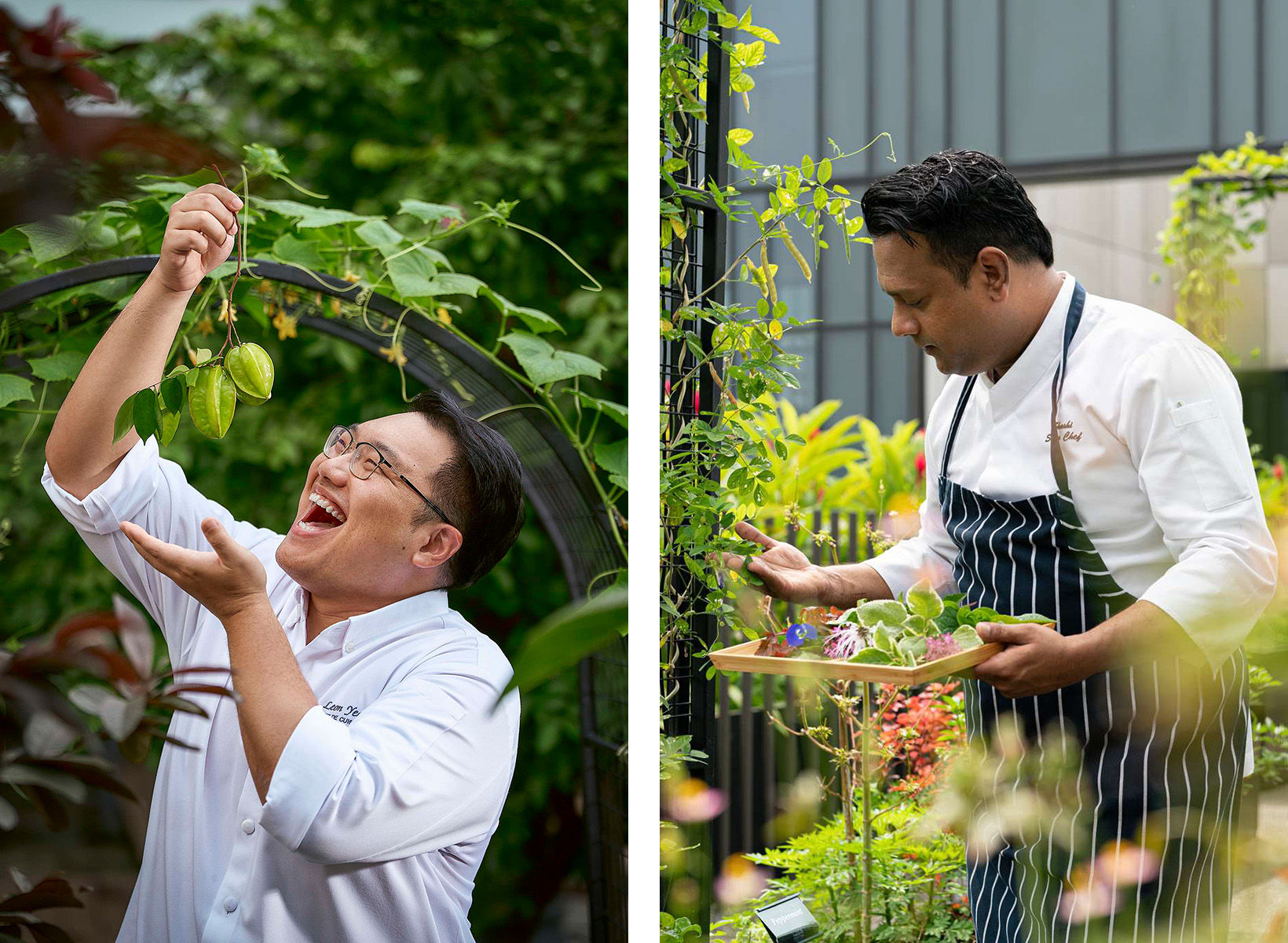 Urban Farm at PARKROYAL COLLECTION Marina Bay (left) and PARKROYAL COLLECTION Pickering (right)