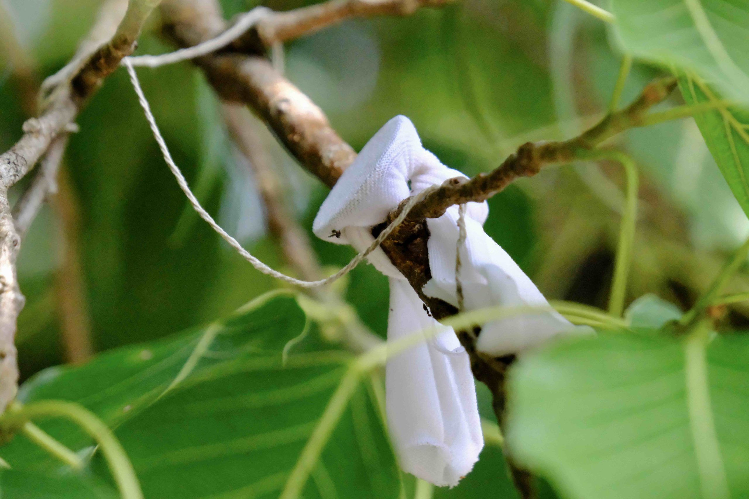 A coin wrapped on a branch in the Bodhi tree