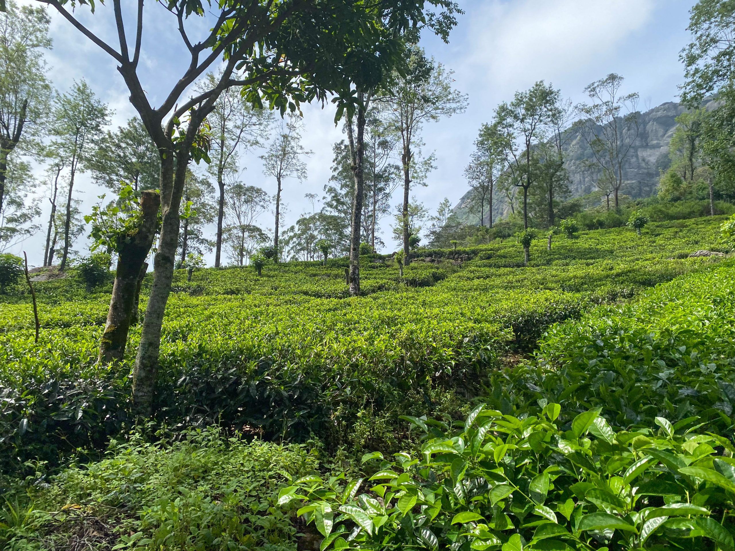 Trekking through tea fields