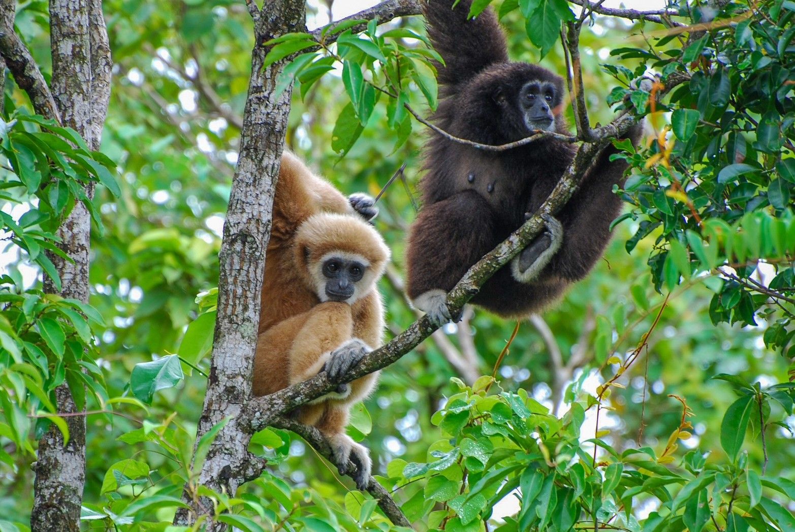 বানরগুলোকে আশপাশের জঙ্গলে ছেড়ে দেওয়া হয়