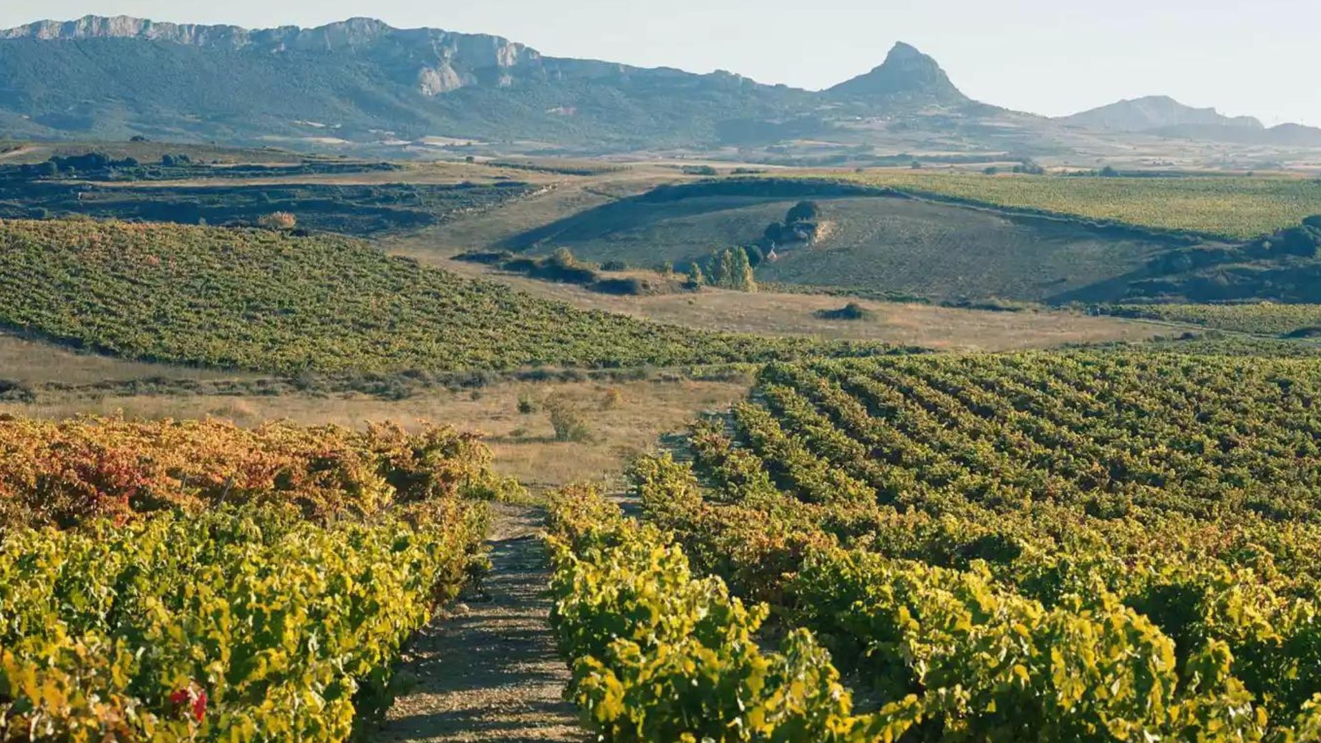 Spain's Most Famous Wine Region Is Taking An Innovative Turn