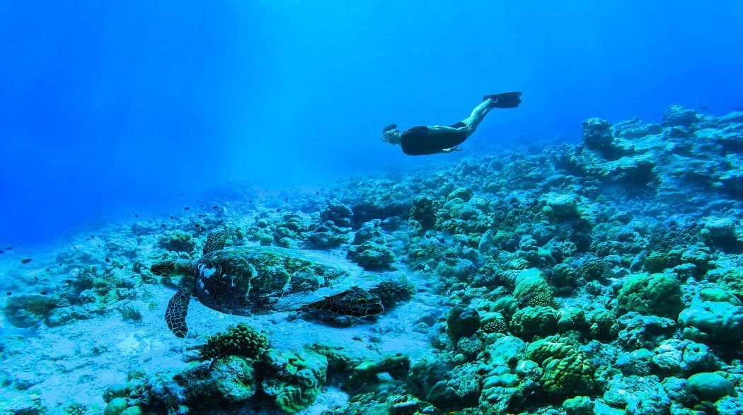 Work from Maldives: Turtle Expedition with Go Deep Blue, The Standard, Huruvahli Maldives digital nomads