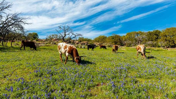 This Texas Hill Country Town Is Packed With Breweries, Distilleries, And Wineries
