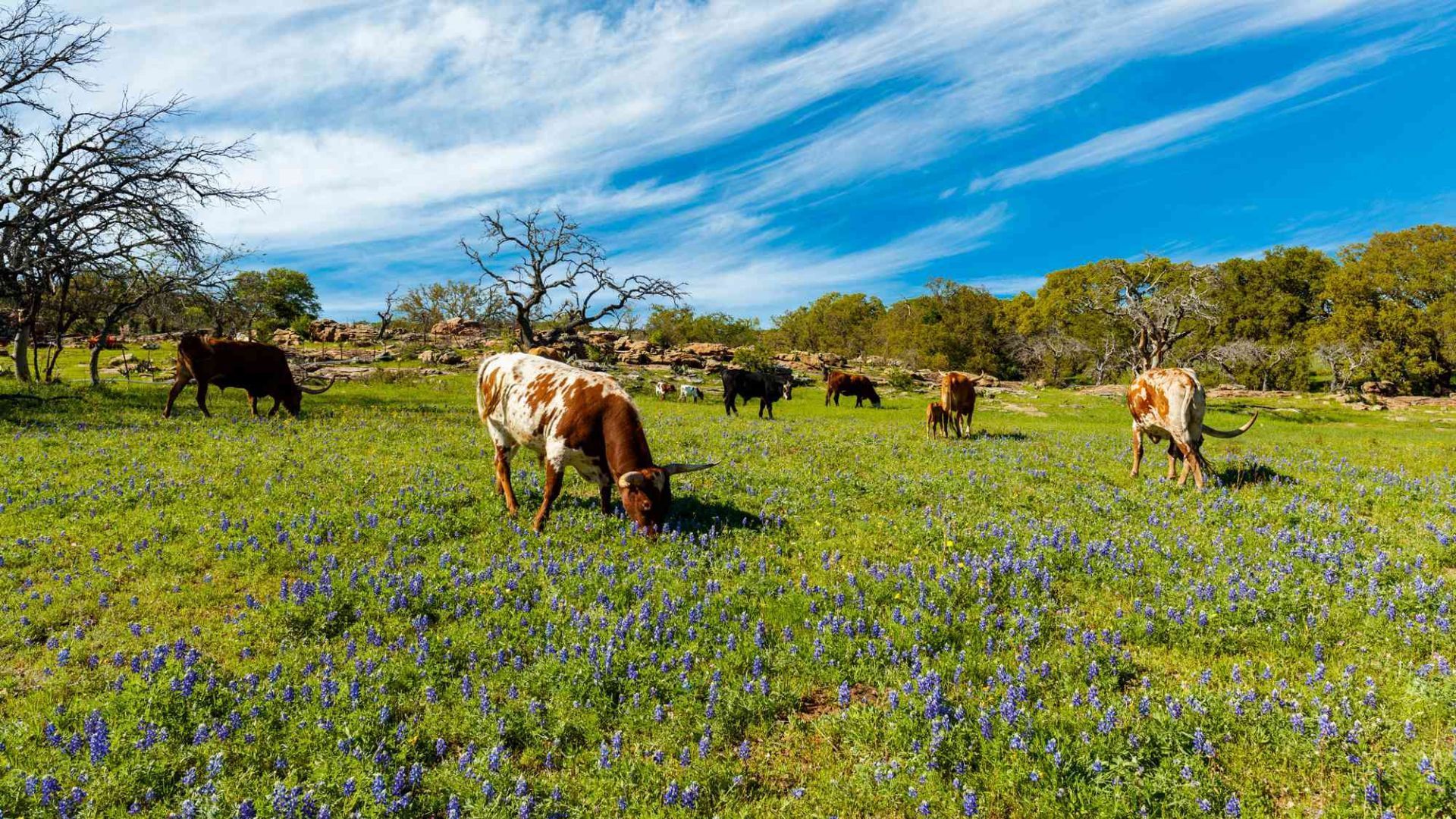 Dripping Springs Is One Of The Best Towns In Texas Hill Country