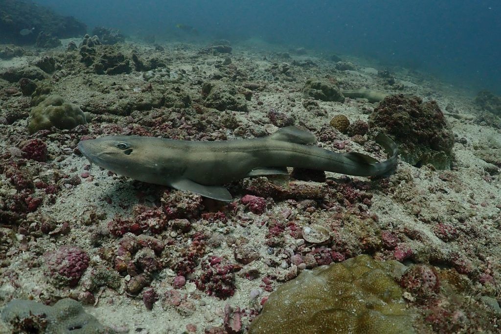 How Green Is My Island? Ask All the Bamboo Sharks I’ve Rewilded