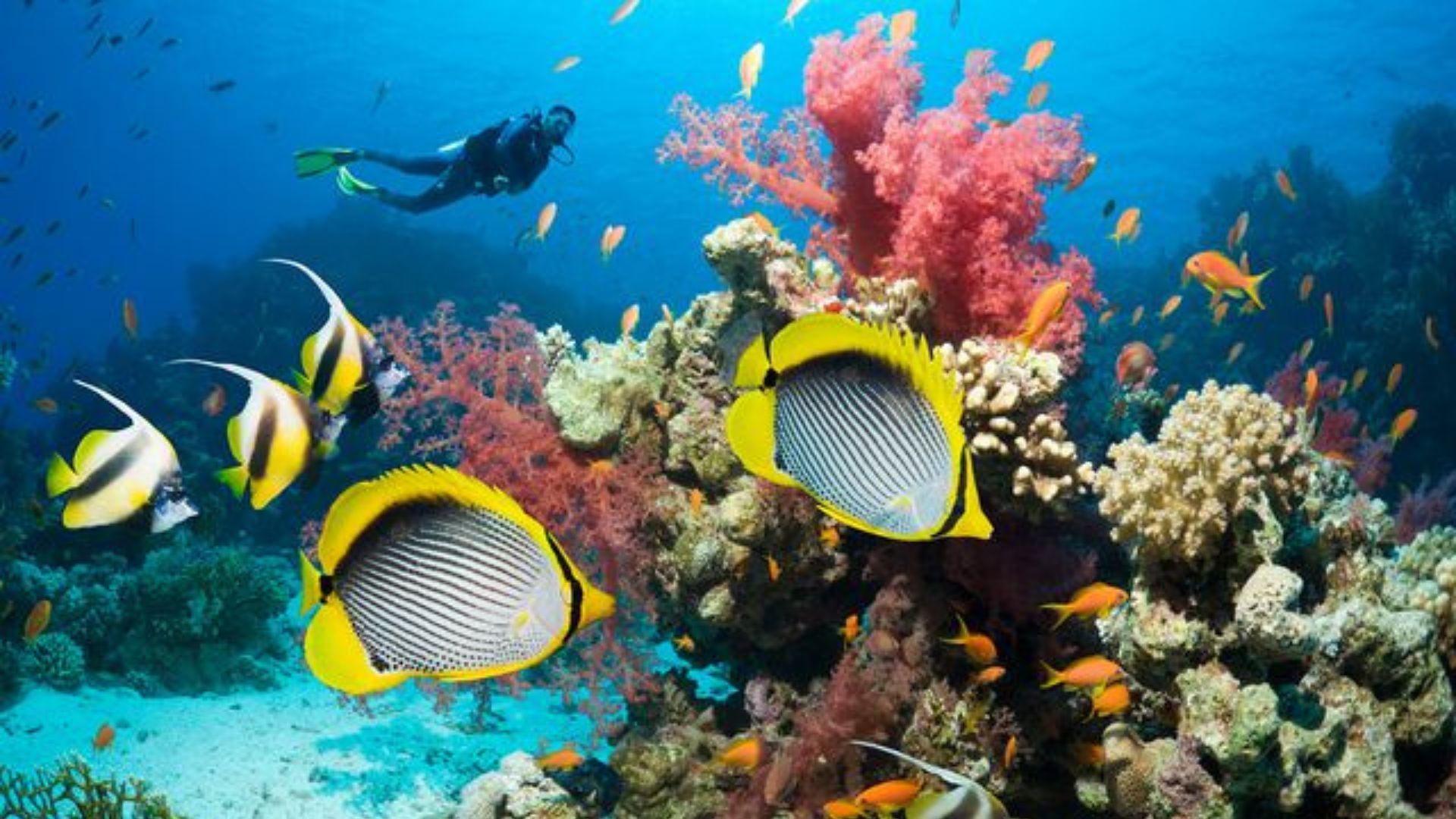 19 Destinations With The Best Scuba Diving In The World