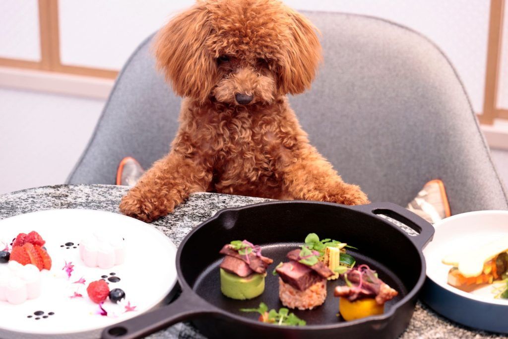 Japan Is the Next Land of the Luxury Petcation