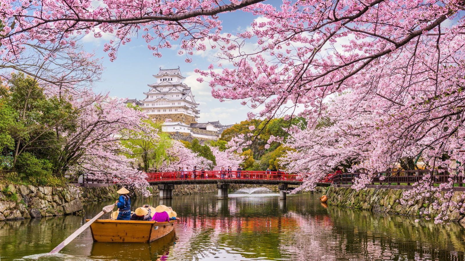 Japan's Cherry Blossom Season: Best Time To Catch Sakura In 2024