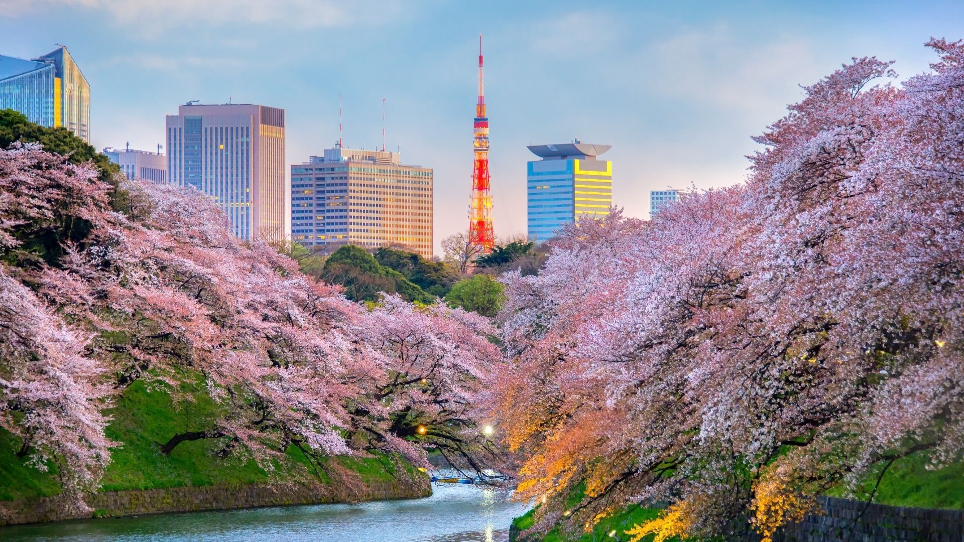 Tokyo Crowds Revel As Cherry Blossoms Reach Their Peak