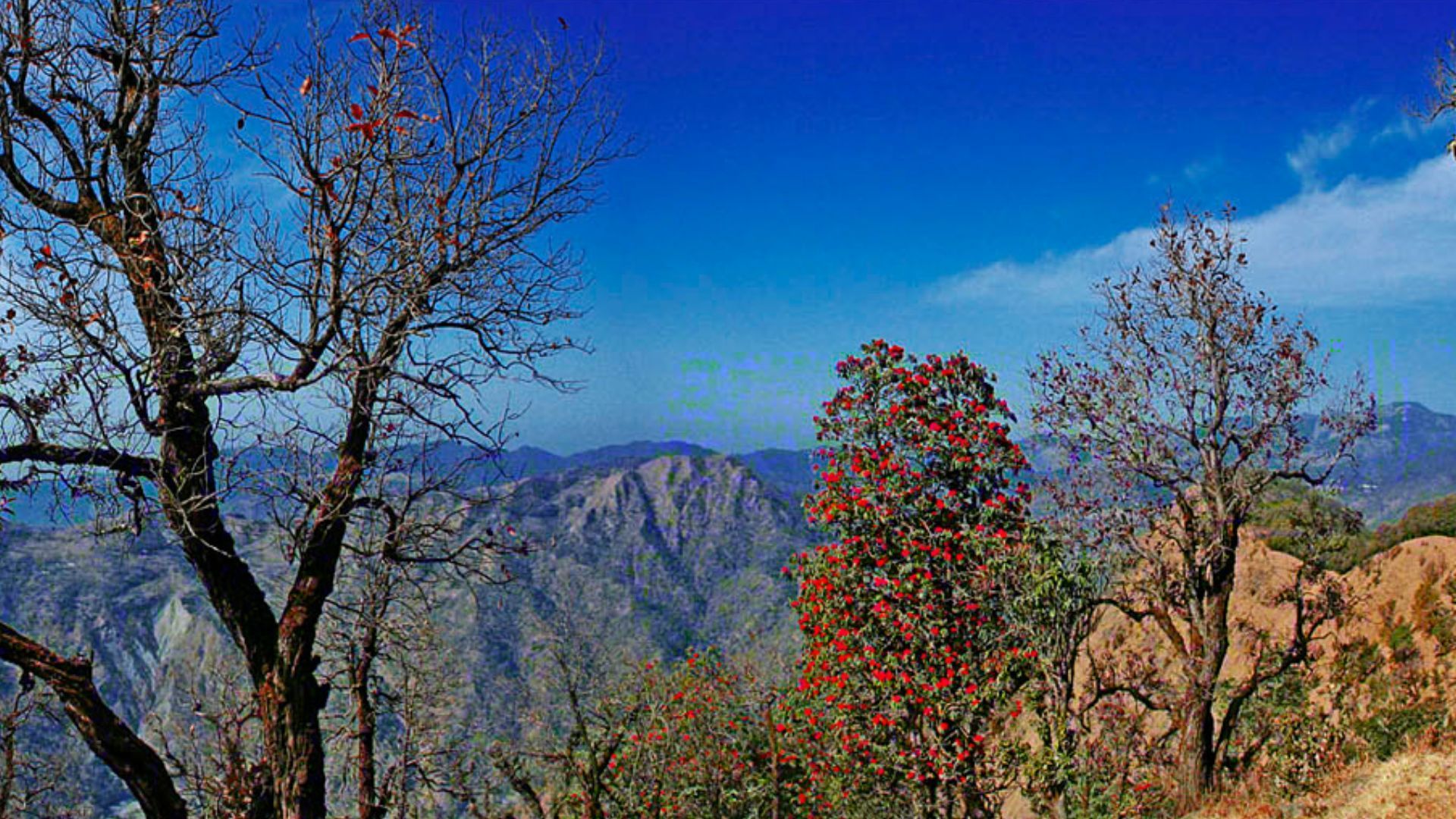 Rhododendron Treks In The Himalayas: A Floral Adventure Awaits