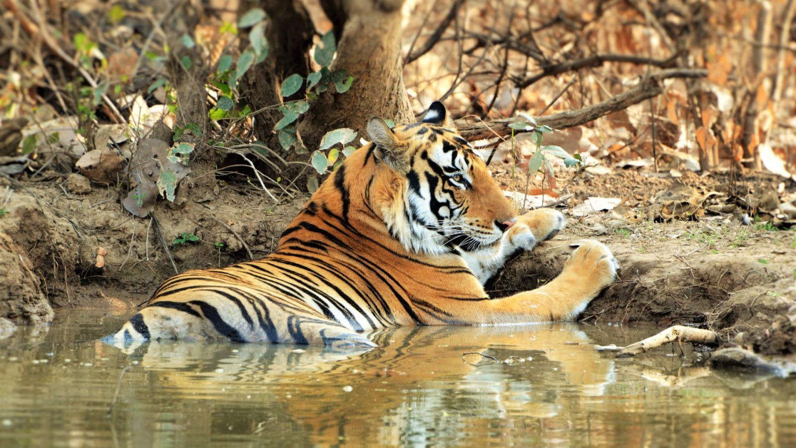 Tigers, Tribes And Terrains Of Panna National Park