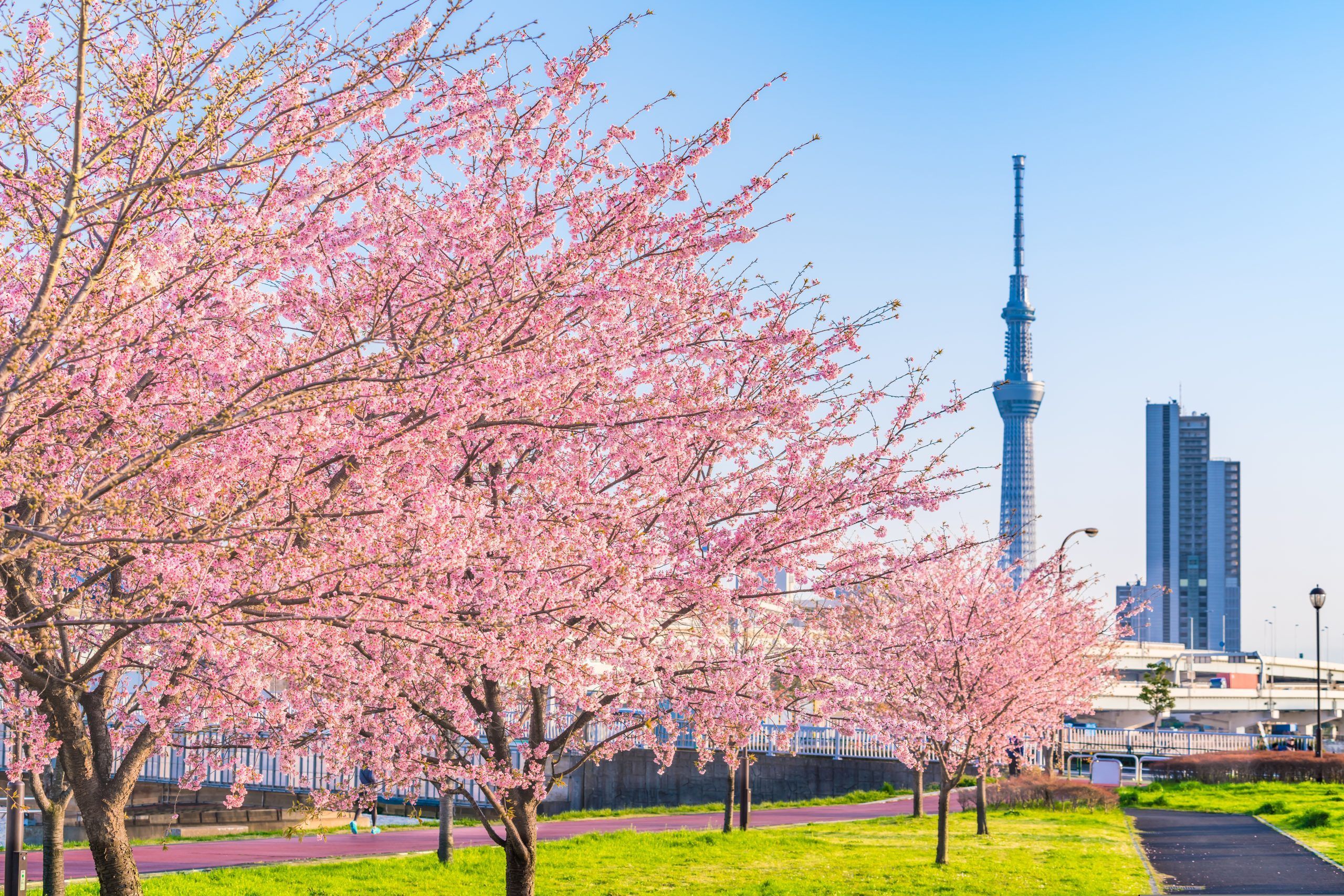 Cherry blossom in Japan