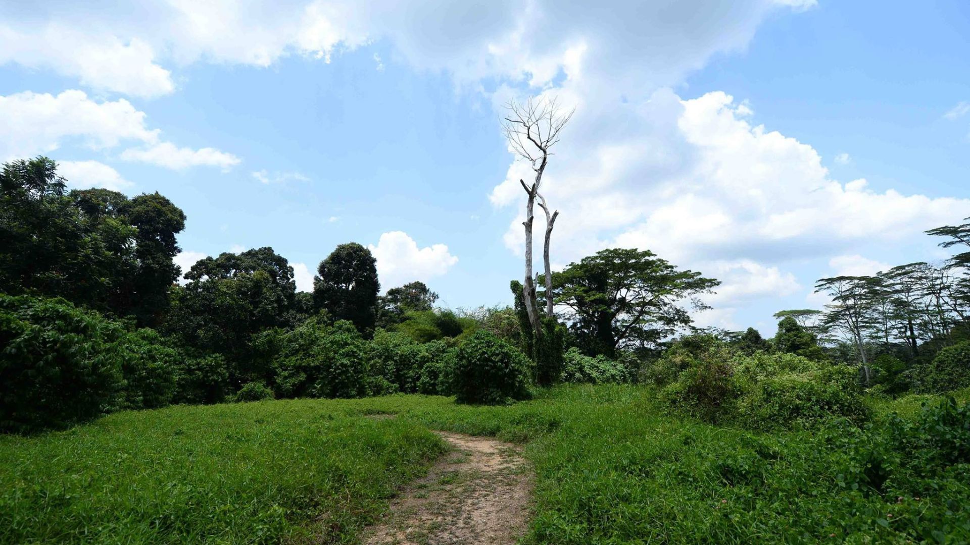 Chestnut Nature Park