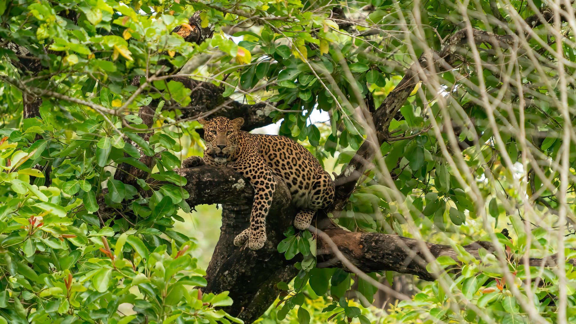 Leopard at Kabini Forest Reserve
