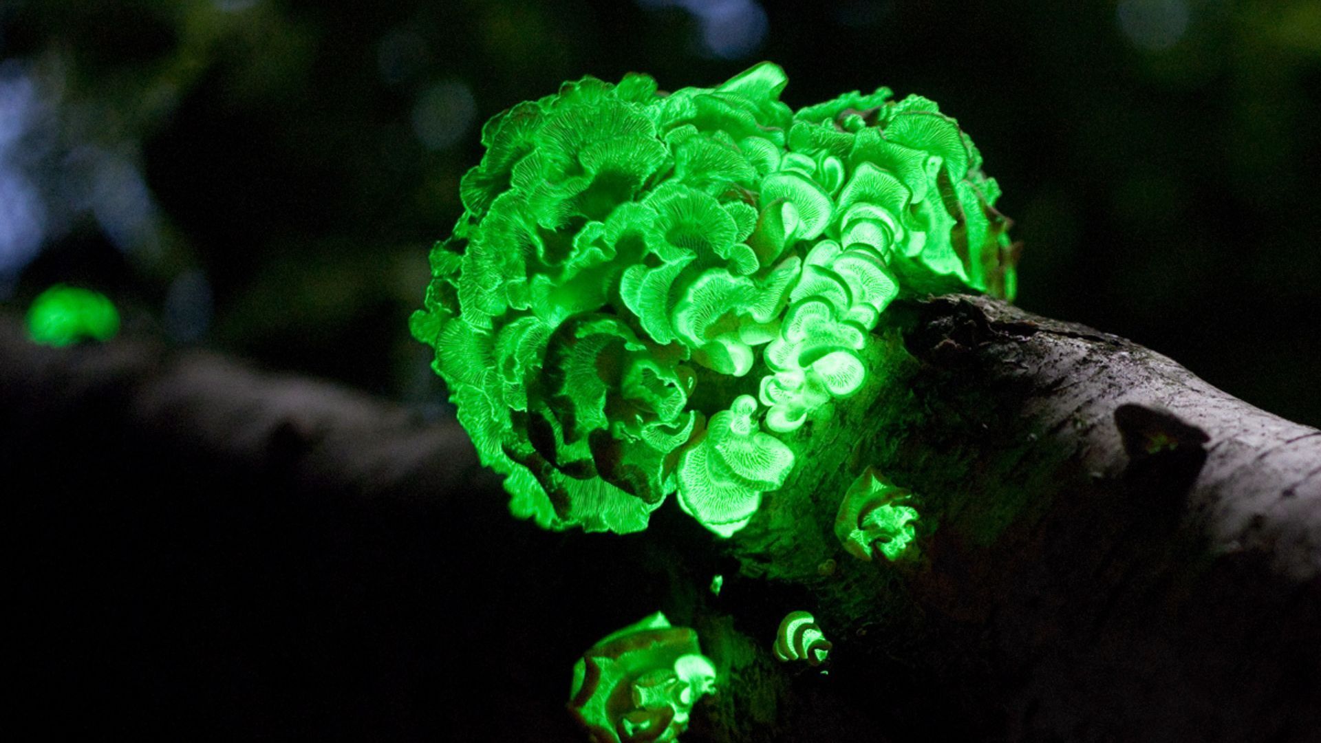 bioluminescence