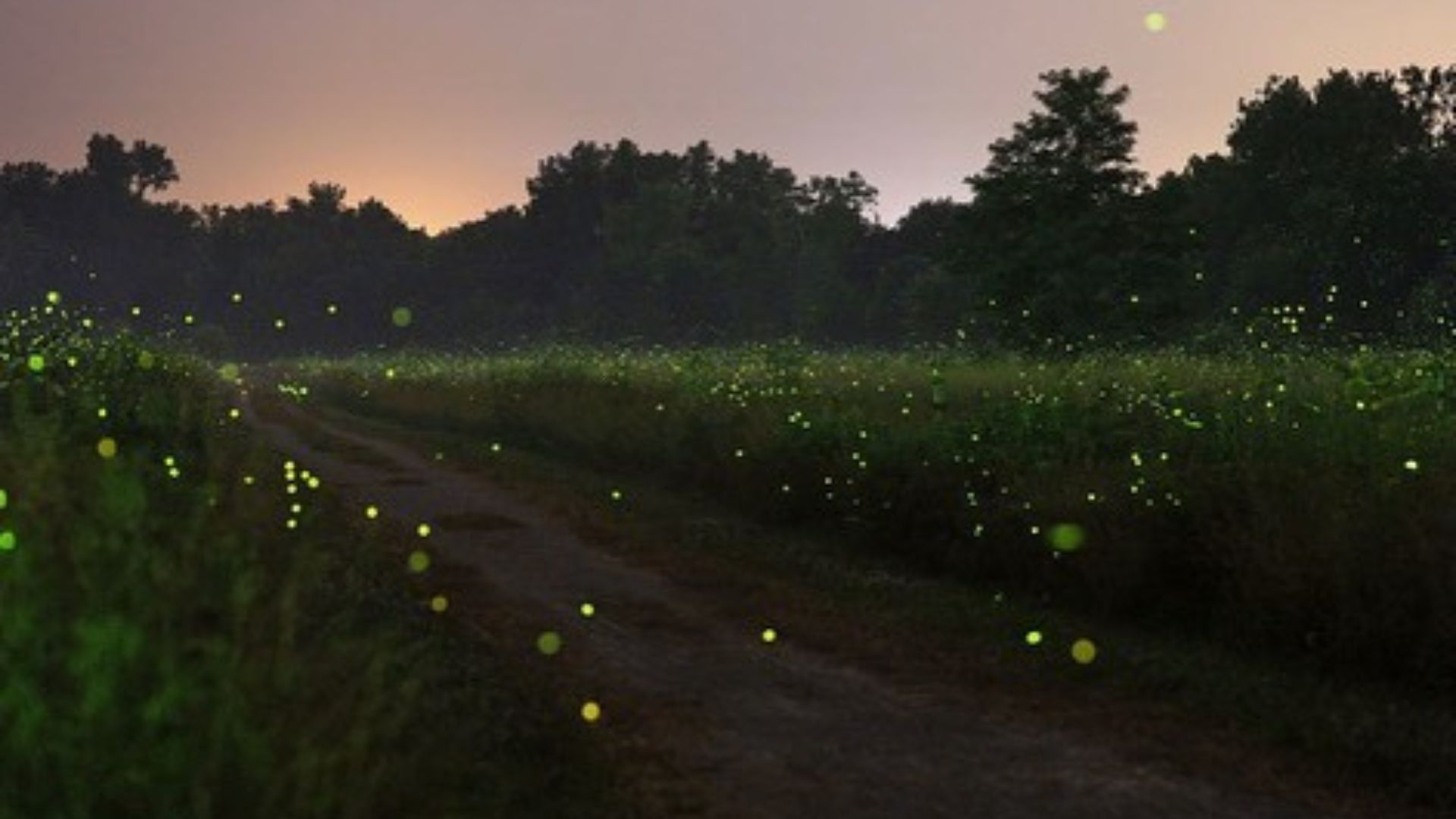 bioluminescent