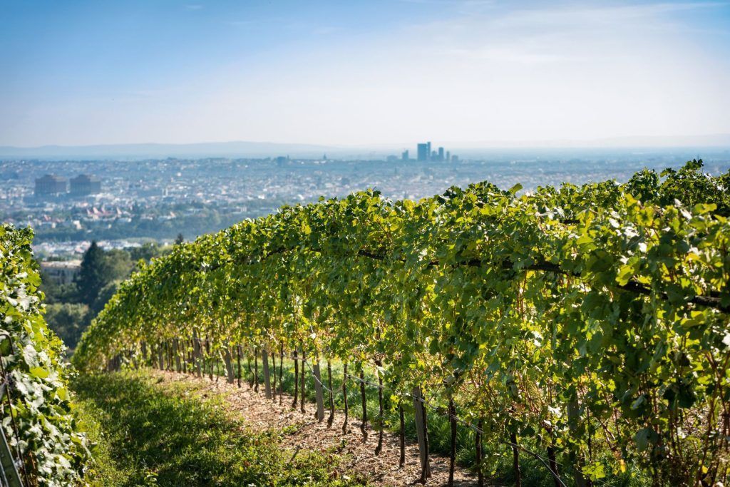 Vinyard of Winery Weingut Cobenzl with view of Vienna