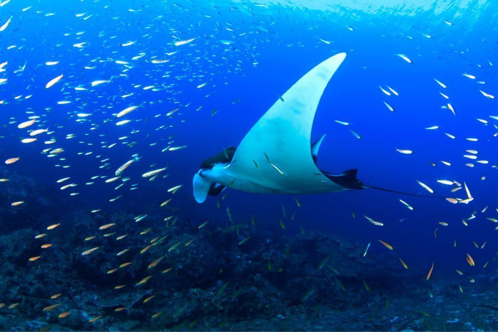 Swim with Manta Ray