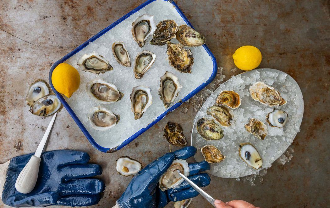 Oyster Tasting Box by Hog Island Oysters