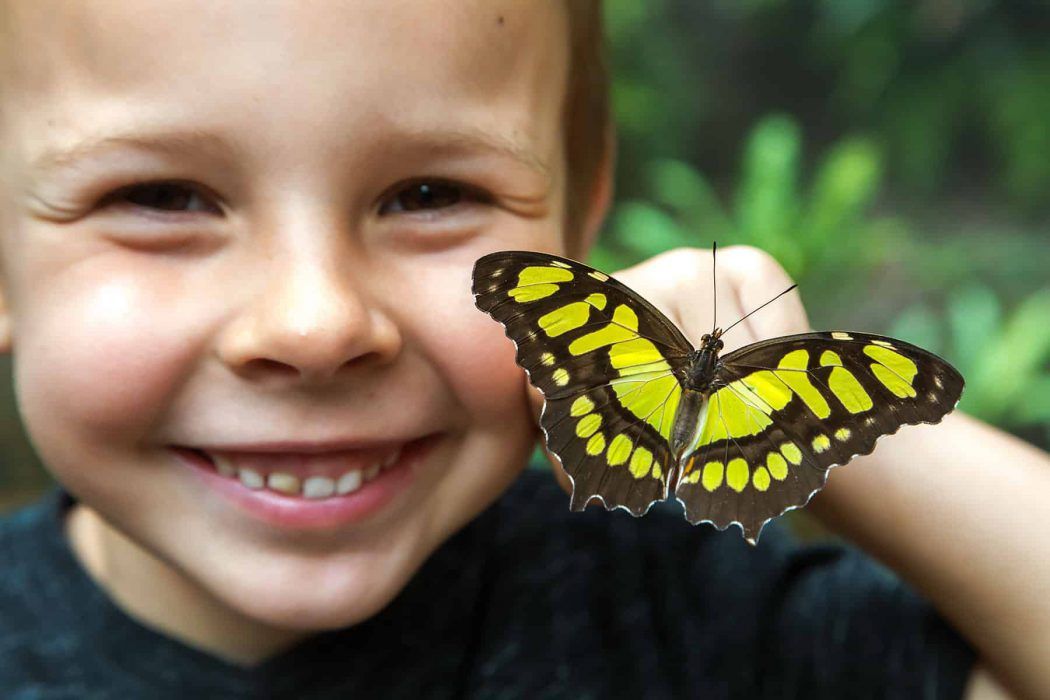Maternity leave Belize family travel with kids - Morpho Butterfly at Chaa Creek Butterfly Farm