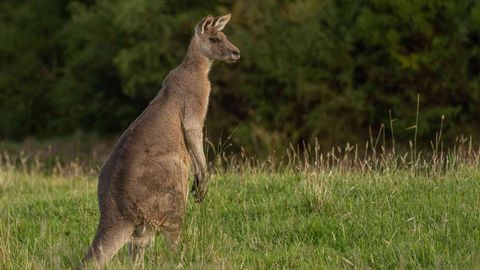 This New Safari In Australia Visits 8 National Parks In 21 Days