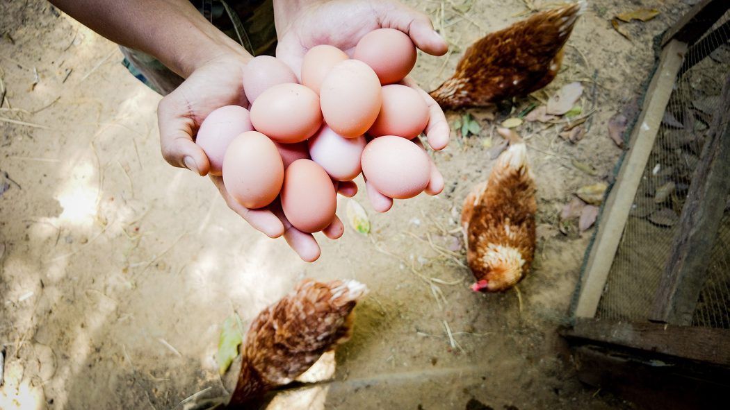 Farm to Fork Resort: Shinta Mani Wild