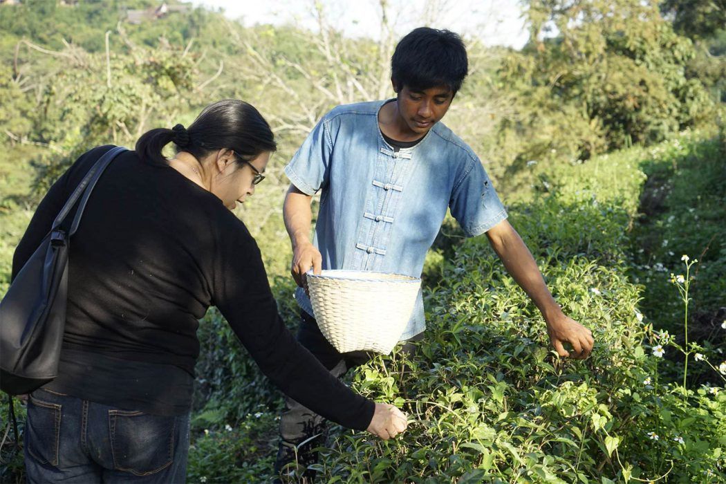 Farm to Fork Resort: Phu Chaisai, Chiang Rai
