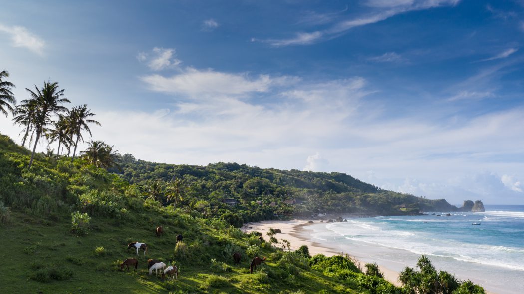 nihi sumba horses