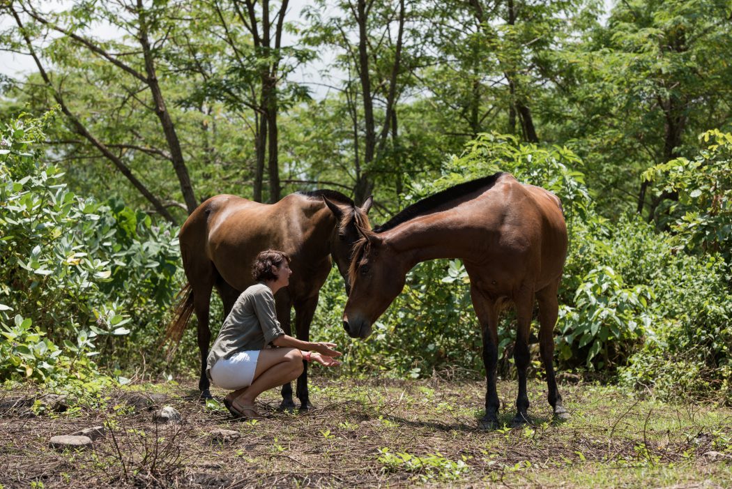nihi sumba horses
