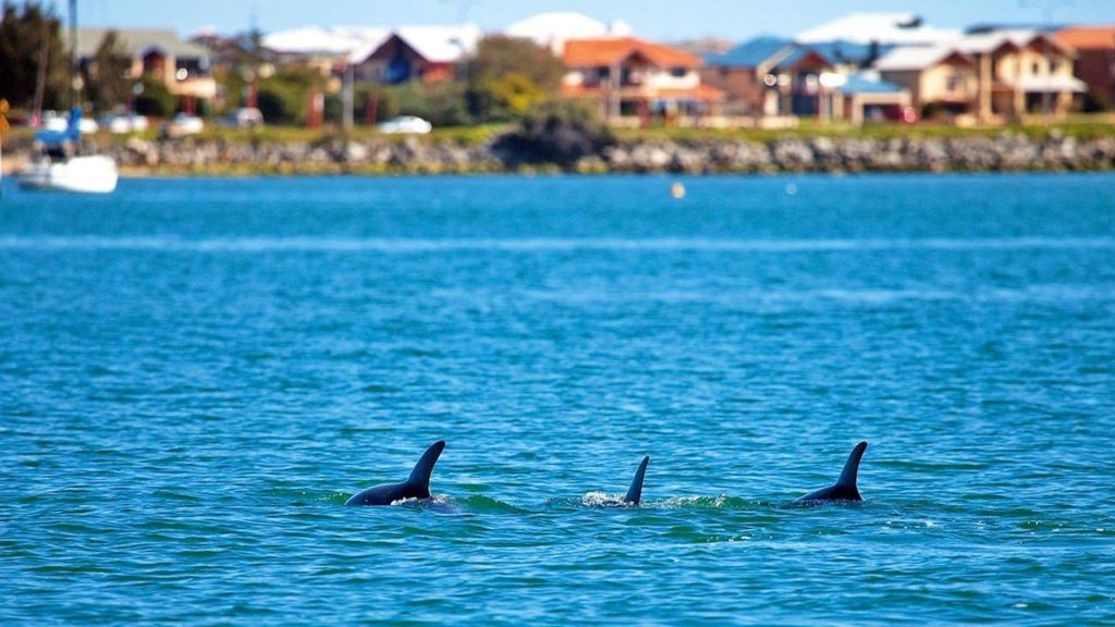 Dolphin Discovery Centre in Bunbury, Australia (sustainable experiences)