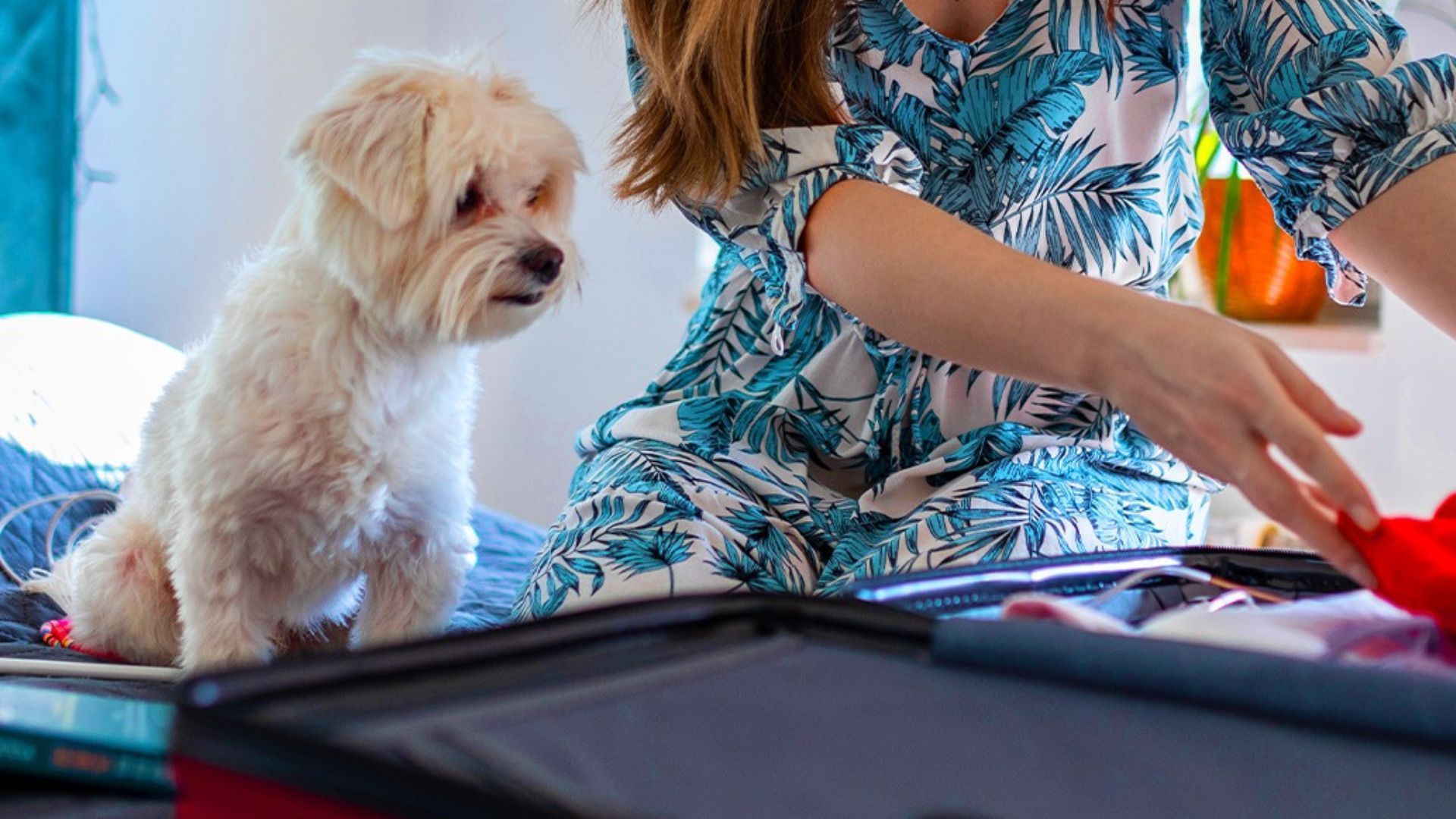 Travel With Your Fur Buddies On These Pet Friendly Airlines   Pet Friendly Airlines 23 