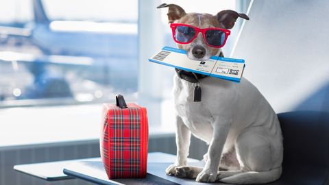 Travel With Your Fur Buddies On These Pet-Friendly Airlines